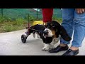 voiturette pour basset handicap�