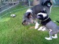 amy en luca spelen!