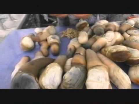 how to harvest geoduck