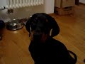 Dobermann Pablo in der Küche