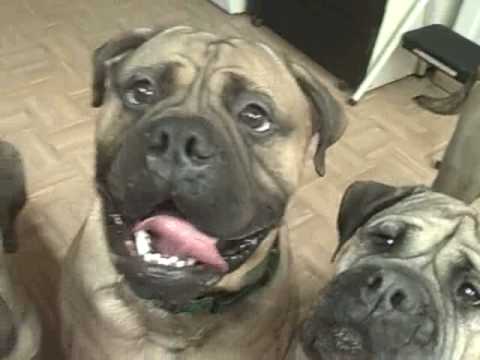 Bullmastiff