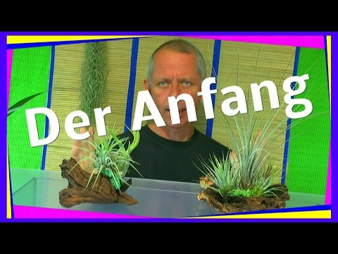 Ein ewiges oder zeitweise Terrarium? für Pflanzen.