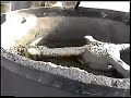 MB0100-4 - Máquina Pneumática para blocos e pavers