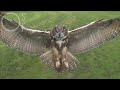 Eagle Owl Flying Towards Camera www.osf.co.uk