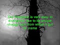 Shagbark Hickory Tree --- KProductions Shagbark Hickory Tree --- KProductions