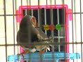 Panasonic GS-320 camcorder test