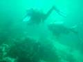 Anilao 1