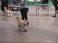 Stumptown Dog Show 08 (part 3 of 3)