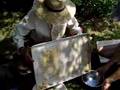videos de Brassica harvest: Seperating seed from chaff