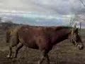 Il mio cavallo libero 2