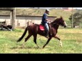 Haras K2. Anel de Patrocínio
