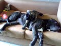 Hund 60 dias.mp4 Hund 60 dias.mp4