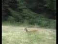 sabueso  con  venado