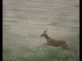 sabueso  con  venado