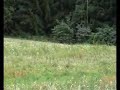 sabueso  con  venado