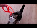 警戒するねこ。-Maru is cautious.-