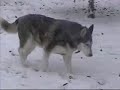 appalachian christmas tail