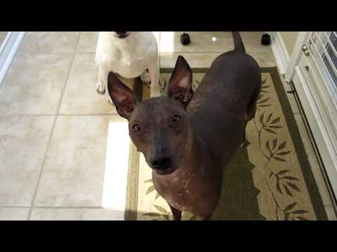 how to care for a xoloitzcuintli