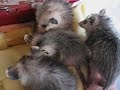 Infant Opossums Infant Opossums