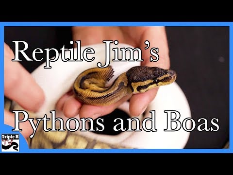 YouTube reptile video