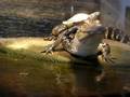 videos de turtle hangin' w/croc