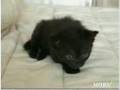 Funny cats