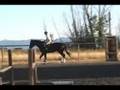 Einstein the Horse