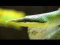 SnakeBytesTV  Is My Snake A Rat??
