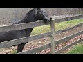 Badrutt Farm preview.mpg