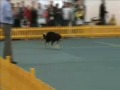 Obedience Championnat du monde 2009 Carmen Bennett Blitz 2/2