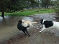 Roxie, Daisy and Big Cody in Lake 'Dog Park'