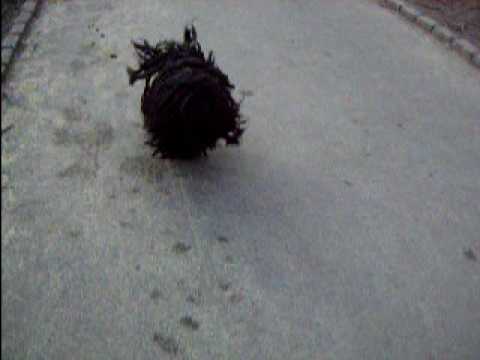 Puli