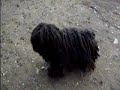 Shmuley the Puli at Central Park
