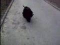 Shmuley the Puli at Central Park