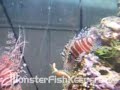 Starfish Feeding by Miles - Monsterfishkeepers.com