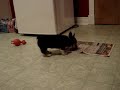 Cute Corgi Puppy opens crate door and bounces around cutely.