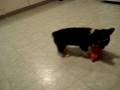 Cute Corgi Puppy opens crate door and bounces around cutely.