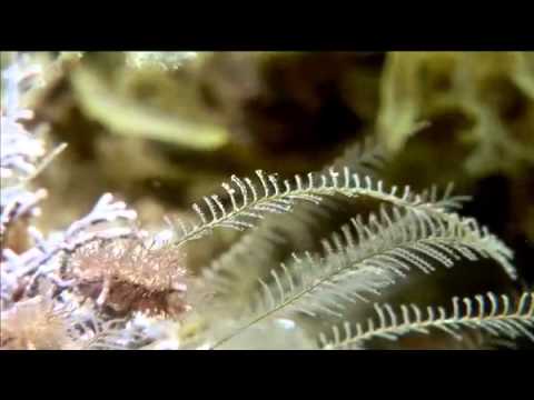 youtube-img