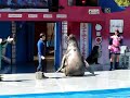gigante marino jajaja gigante marino jajaja