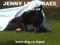 German Shepherd PUPPY TRAINING: Jenny Lev Praee German Shepherd PUPPY TRAINING: Jenny Lev Praee