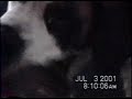 Saint Bernard Playing With Kitten (head in mouth)
