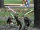Star wars animals Star wars animals