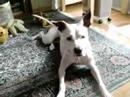 Adopt a Dog Sugar in Maryland