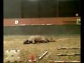 videos de beguin et carpi en liberté