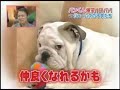 Pankun Playing with James Puppies