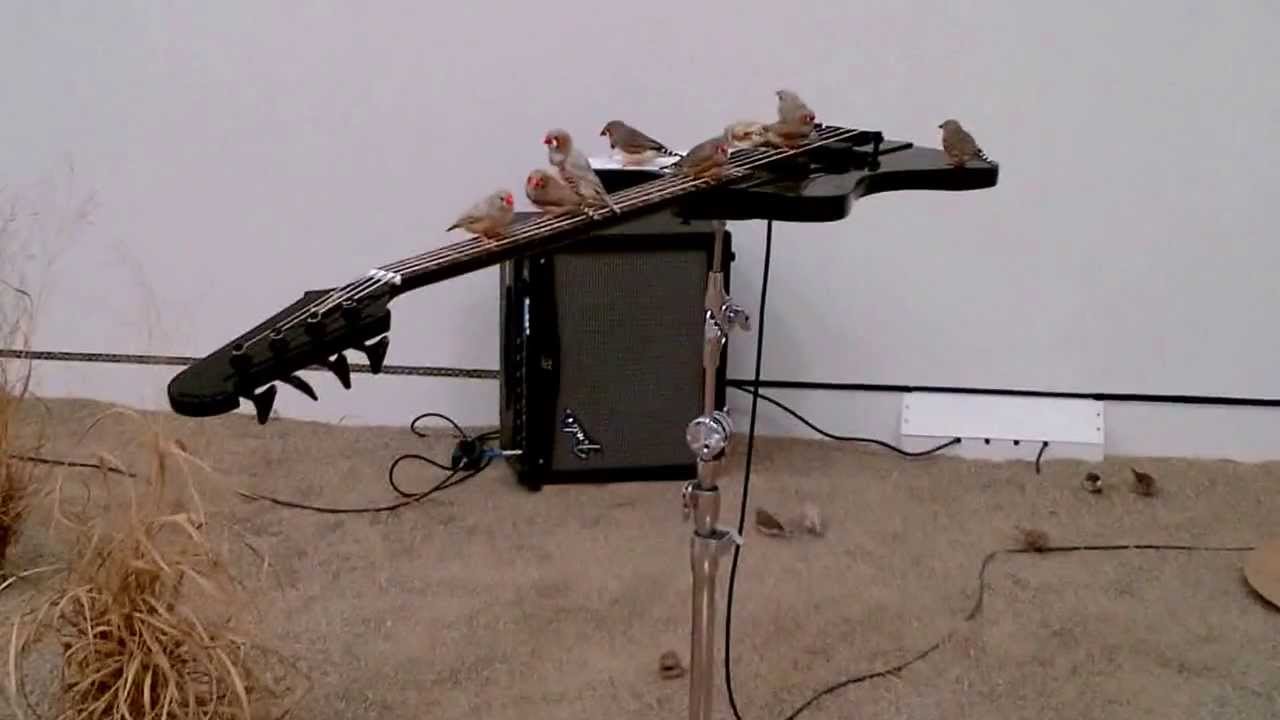 What 70 Birds Sound Like on Electric Guitars