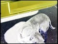 FARMACIA - QUE SE LE VA A HACER FARMACIA - QUE SE LE VA A HACER