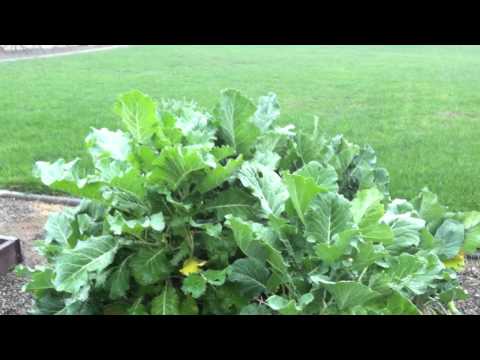 how to harvest eggplant
