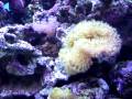 videos de nano wavebox in 52'' tank.MOV
