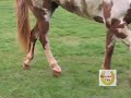 Horseshoen Time The Stiffle Shoe Part 3